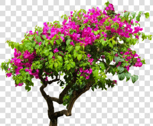 Flower Tree Png Images   Bougainvillea Tree Png  Transparent Png