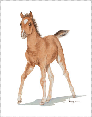Clip Art Baby Horse   Baby Horse Png  Transparent Png
