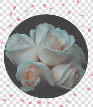 Flower Delivery Philippines Rose Funeral Flowers   Garden Roses  HD Png Download