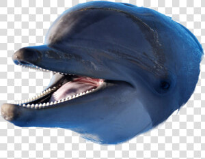 Dolphin Png Image   Dolphin Eh Eh Meme  Transparent Png