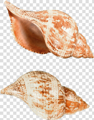 37129   Deniz Kabuğu Png  Transparent Png