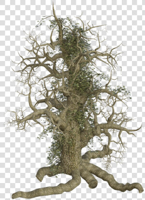 Tree  Log  Old  Root  Creeper  Ivy  Creepy  Spooky   Old Tree Roots Png  Transparent Png