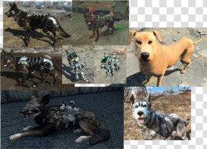 View Samegoogleiqdbsaucenao Dogmods    HD Png Download