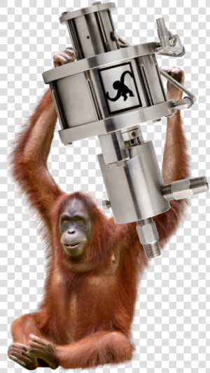 Orangutan  HD Png Download