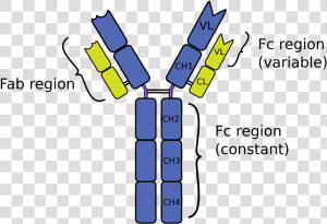Image   Immunoglobulin Y  HD Png Download