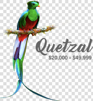 Quetzal Png  Transparent Png
