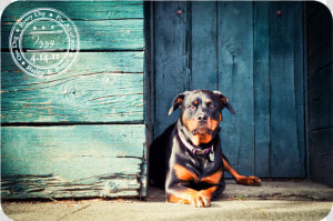 Dobermann  HD Png Download