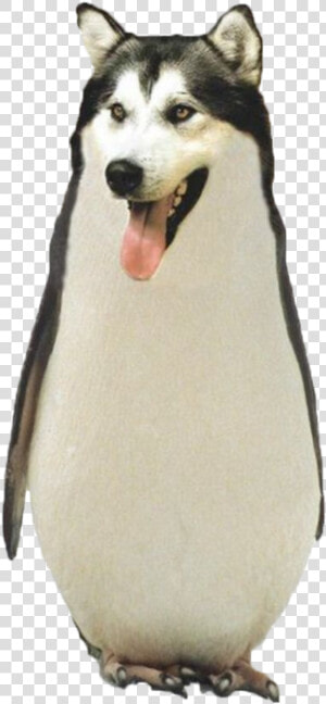 Funny Png Tumblr   Animal Photoshopped  Transparent Png