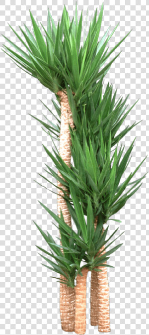 Houseplant  HD Png Download