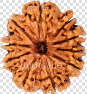 Ten Mukhi Rudraksha Rudraksha   Chocolate  HD Png Download