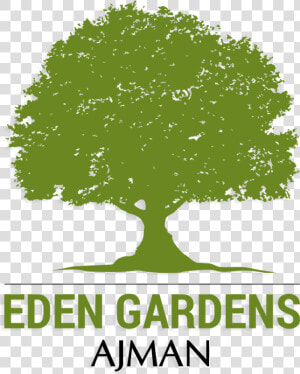 Eden Gardens Ajman   Oak Tree  HD Png Download