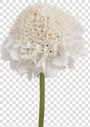 Transparent Vanilla Flower Png   Artificial Flower  Png Download