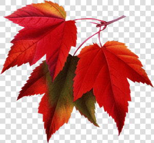 Fall Pictures For Email Signatures  Hd Png Download   Maple Leaf Transparent Background  Png Download