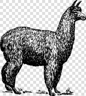Adventure You Say Alpaca My Bags  HD Png Download