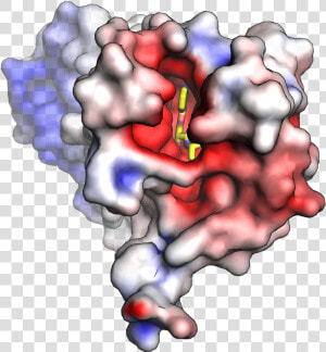 Beta 2 Adrenergic Receptor Electrostatic Top   Space Filling Model Protein  HD Png Download
