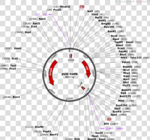 Pug 36 Vector Restriction Enzyme  HD Png Download