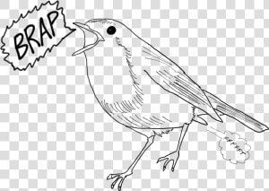Emberizidae  HD Png Download