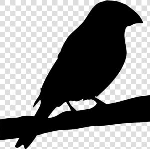 Rose Breasted Grosbeak Silhouette  HD Png Download