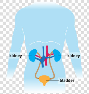 Human Diagram Showing Kidney And Bladder   Graphic Design  HD Png Download