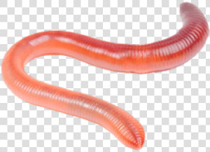 Worms Png Transparent Images   Earthworms Png  Png Download