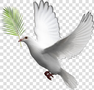 Transparent Dove Clipart Png   Transparent Background Dove Png  Png Download