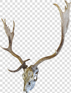 English Fallow Deer Skull Chairish   Skull  HD Png Download