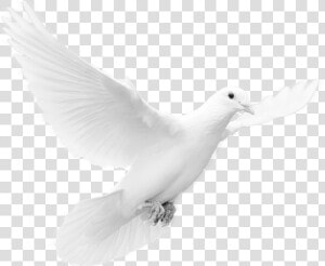 Free Png Download Dove Png Images Background Png Images  Transparent Png