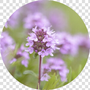 Thyme Png  Transparent Png