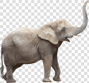 Elephants Png Photo  Transparent Png