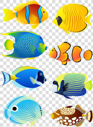 Transparent Fish Tank Clipart   Coral Reef Fish Clipart  HD Png Download