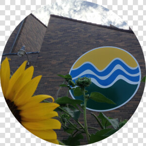 Banner Smaller Circle   Sunflower  HD Png Download