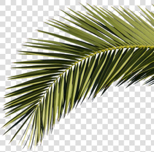 Hoja De Palmera Png  Transparent Png