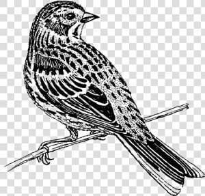 Emberizidae  HD Png Download