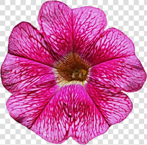 Petunia Clipart  HD Png Download