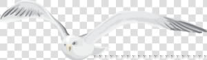 Seabird  HD Png Download