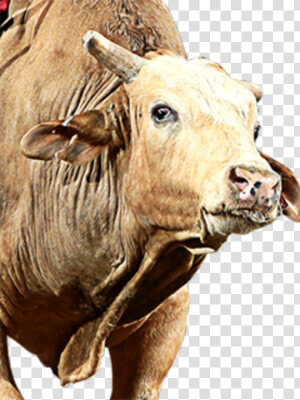 Brutus Png  Transparent Png