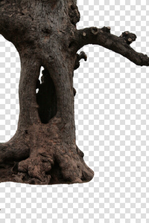 Transparent Tree Stump Clipart Free   Big Tree Png Hd  Png Download