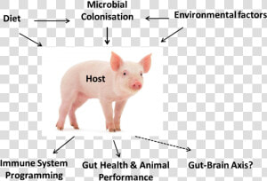Piglet Model Gut Microbiota  HD Png Download