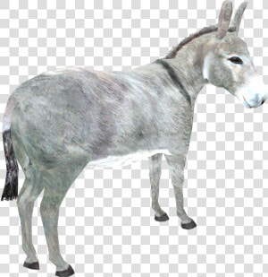Brazil S Ban On Donkey Slaughter Halts Trade With China   Png Donkey  Transparent Png