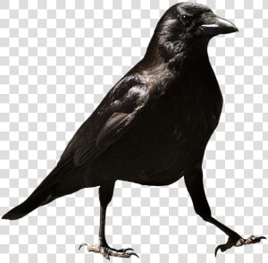 Common Raven Png Hd   Raven Bird Png Transparent Background  Png Download