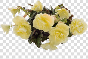 Floribunda  HD Png Download