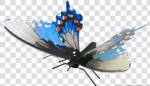 Swallowtail Butterfly  HD Png Download