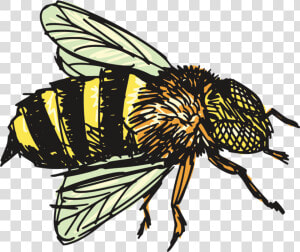 Insects Clipart House Flies  HD Png Download