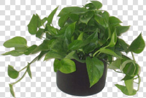 Low Light Plants   Decorate With Green House Plants  HD Png Download