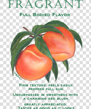Peaches Fragrant Mug   Cherry Tomatoes  HD Png Download