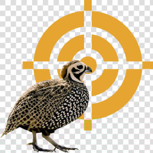 Quail Png  Transparent Png