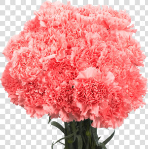 Pink Carnations  HD Png Download