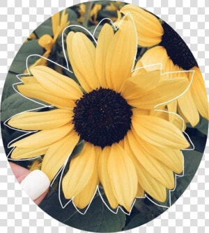  yellow  yellowaesthetic  aesthetic  tumblr  sunflowers🌻💛🌻   Sunflowers  HD Png Download