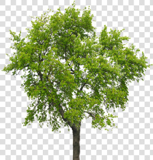 Transparent Big Tree Png   Silver Birch Tree No Background  Png Download