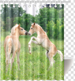 Haflinger Horses Cute Funny Pony Foals Playing Horse   Foal  HD Png Download